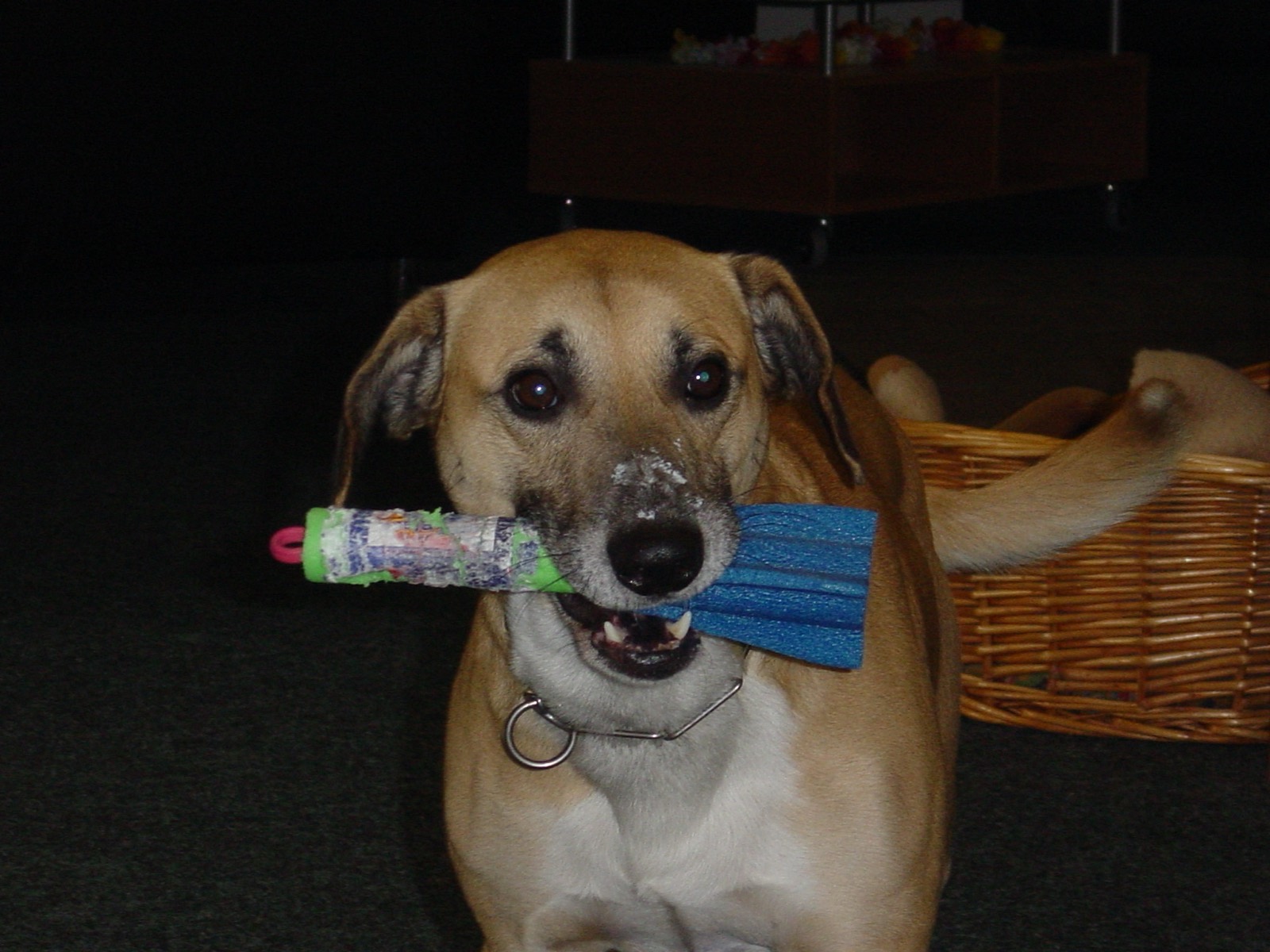 Jasper 2002, mit Joghurt auf der Nase