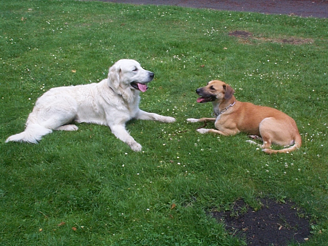 Jasper und Josh