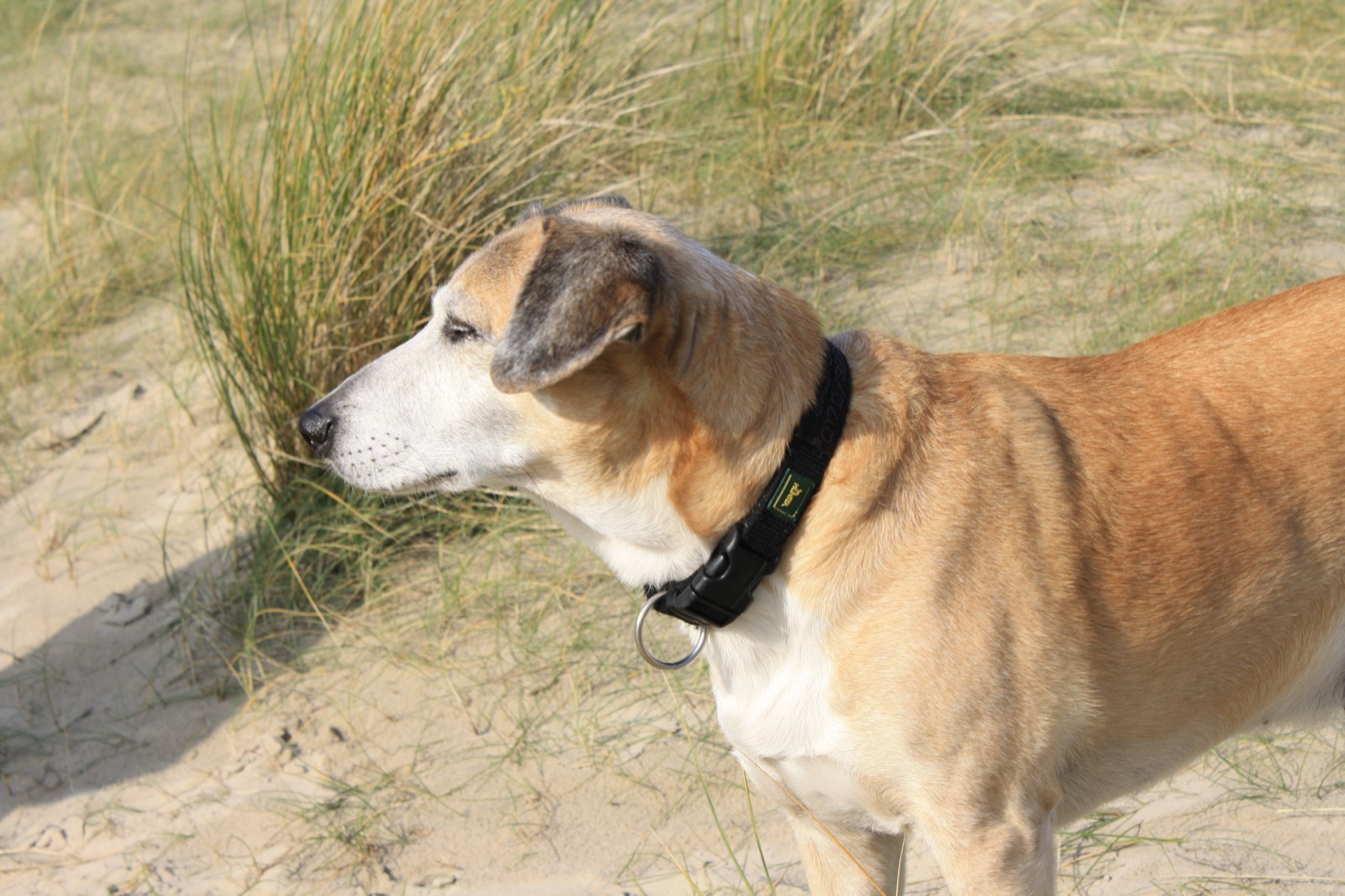 jasper_010