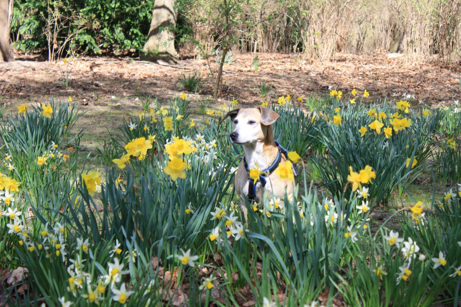 Berliner Tiergarten 2011, ich bin ein Blumenkind