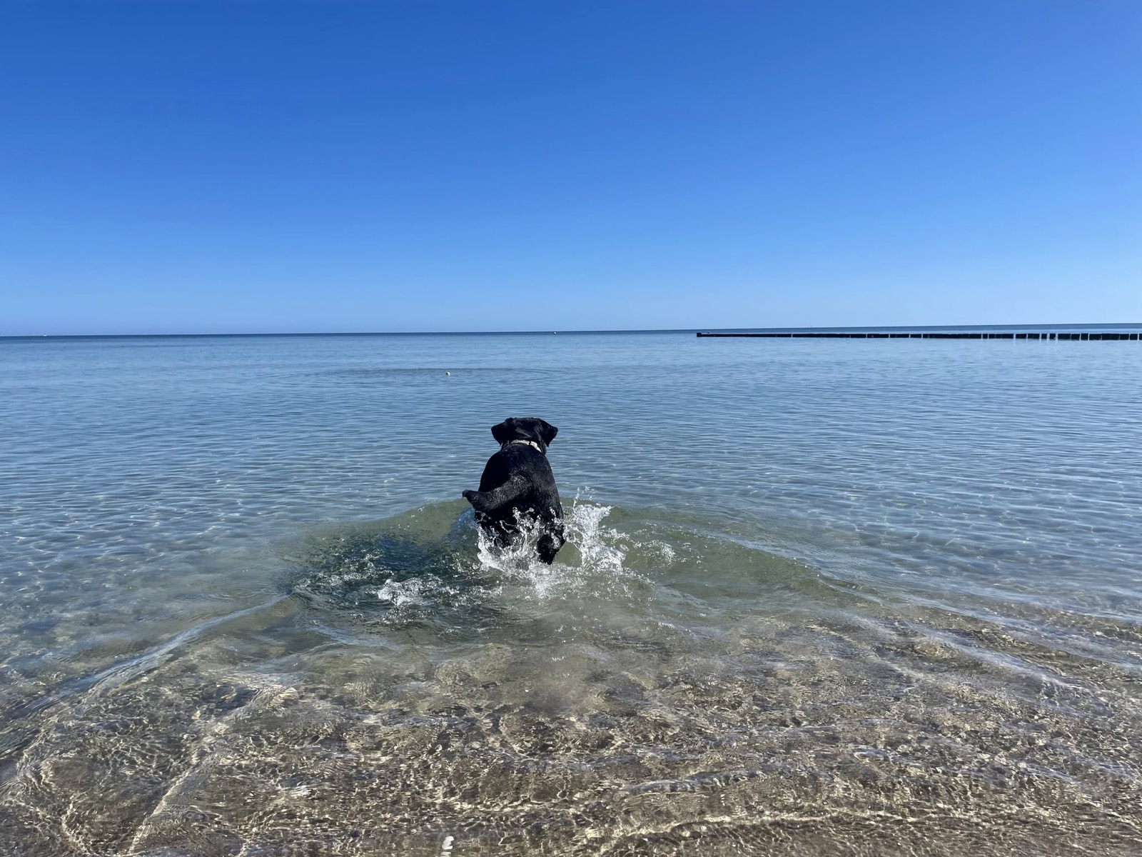 Erinnerung an Smudo, unseren Hund