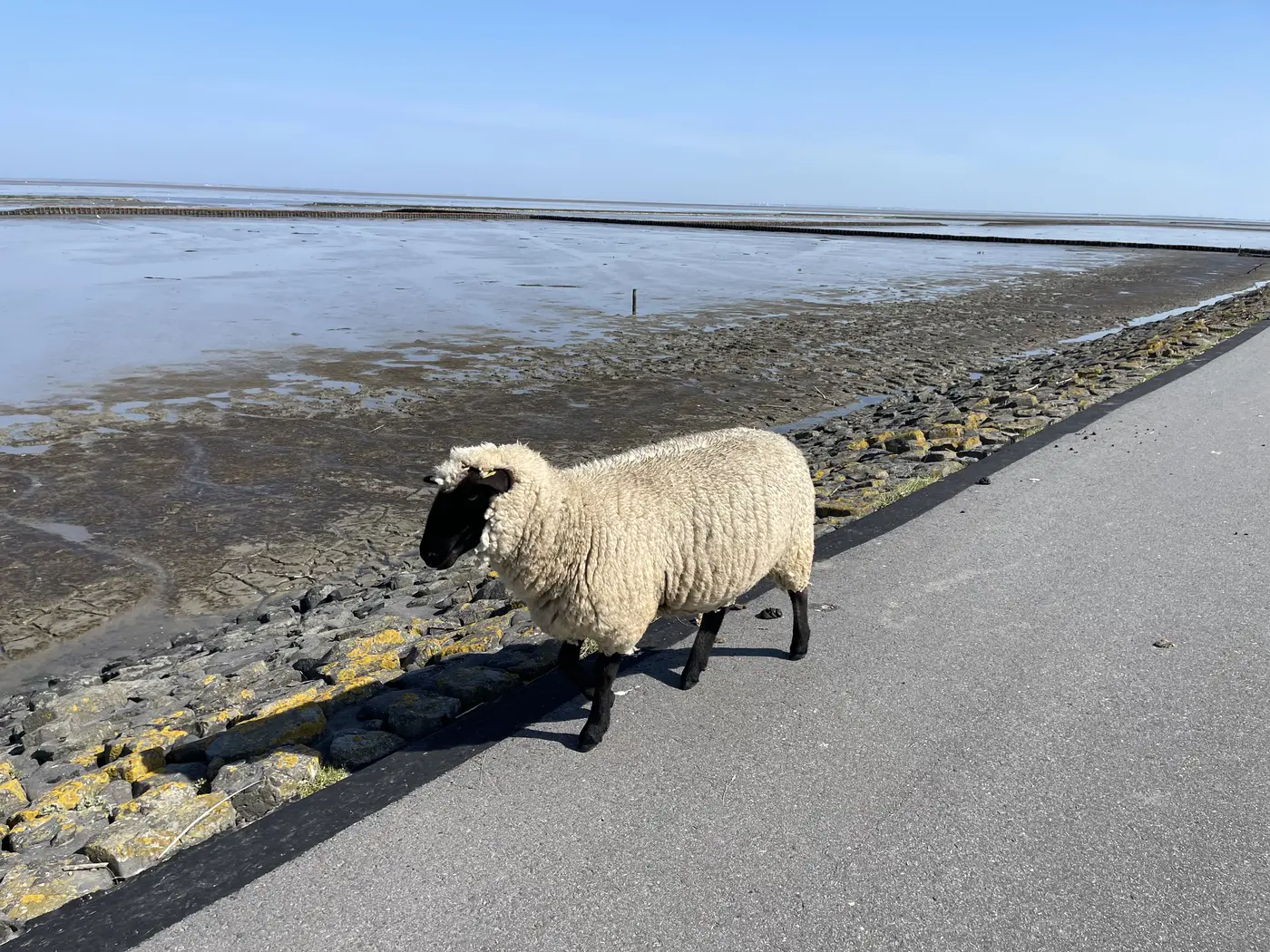Ein Schaf steht mitten auf dem asphaltierten Deichweg und schaut in die Kamera