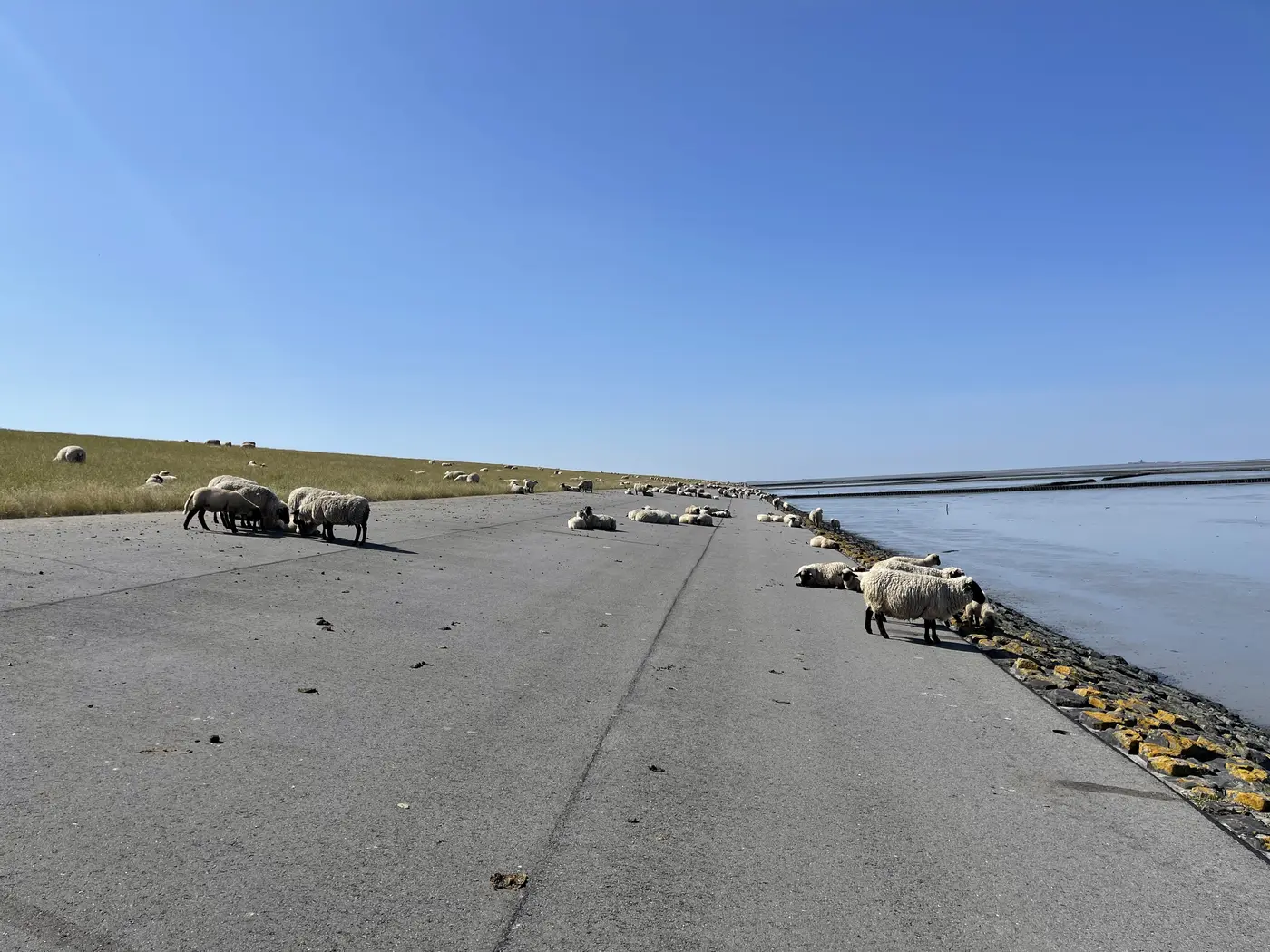 Eine Schafherde liegt auf und neben dem Deichweg, dahinter die Nordsee